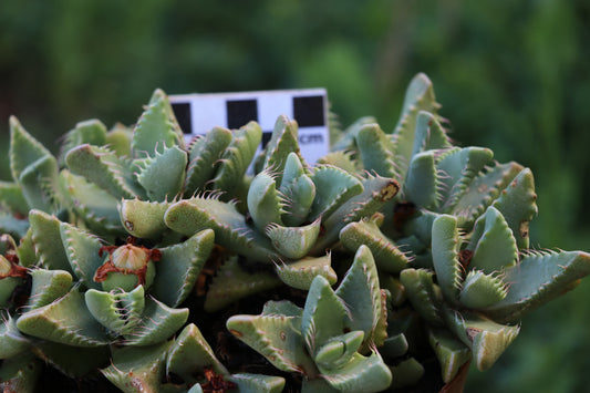 Faucaria britteniae