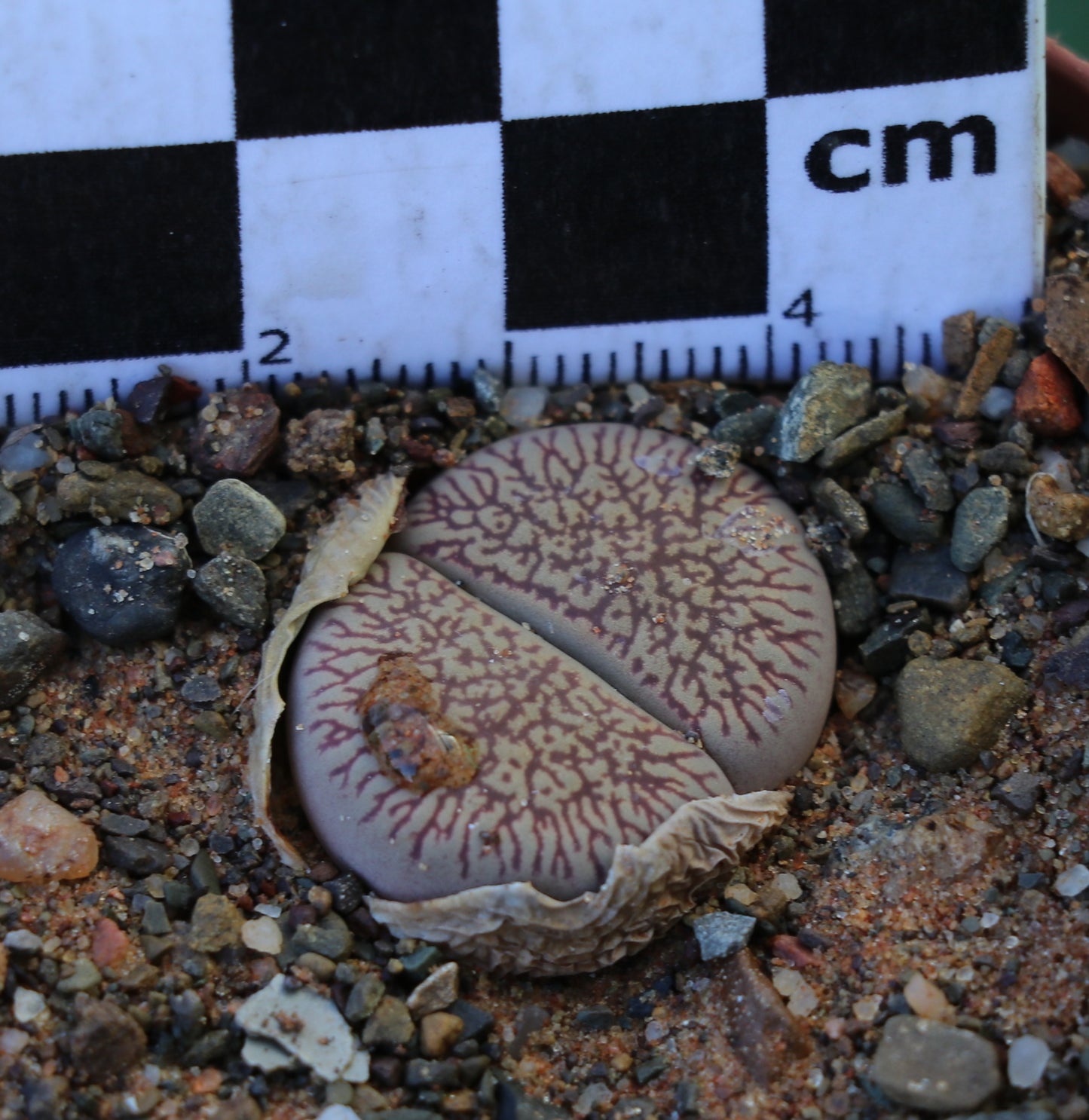 Lithops aucampiae subsp. euniceae var. fluminalis (C 054) Hopetown