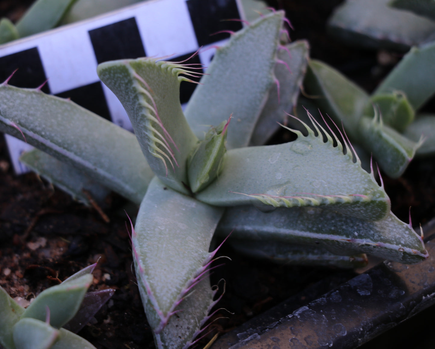 Faucaria britteniae (Ecca Pass)