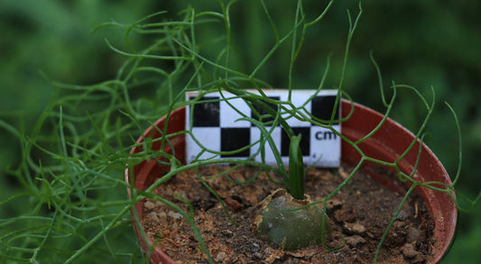 Bowiea volubilis (Climbing Onion)