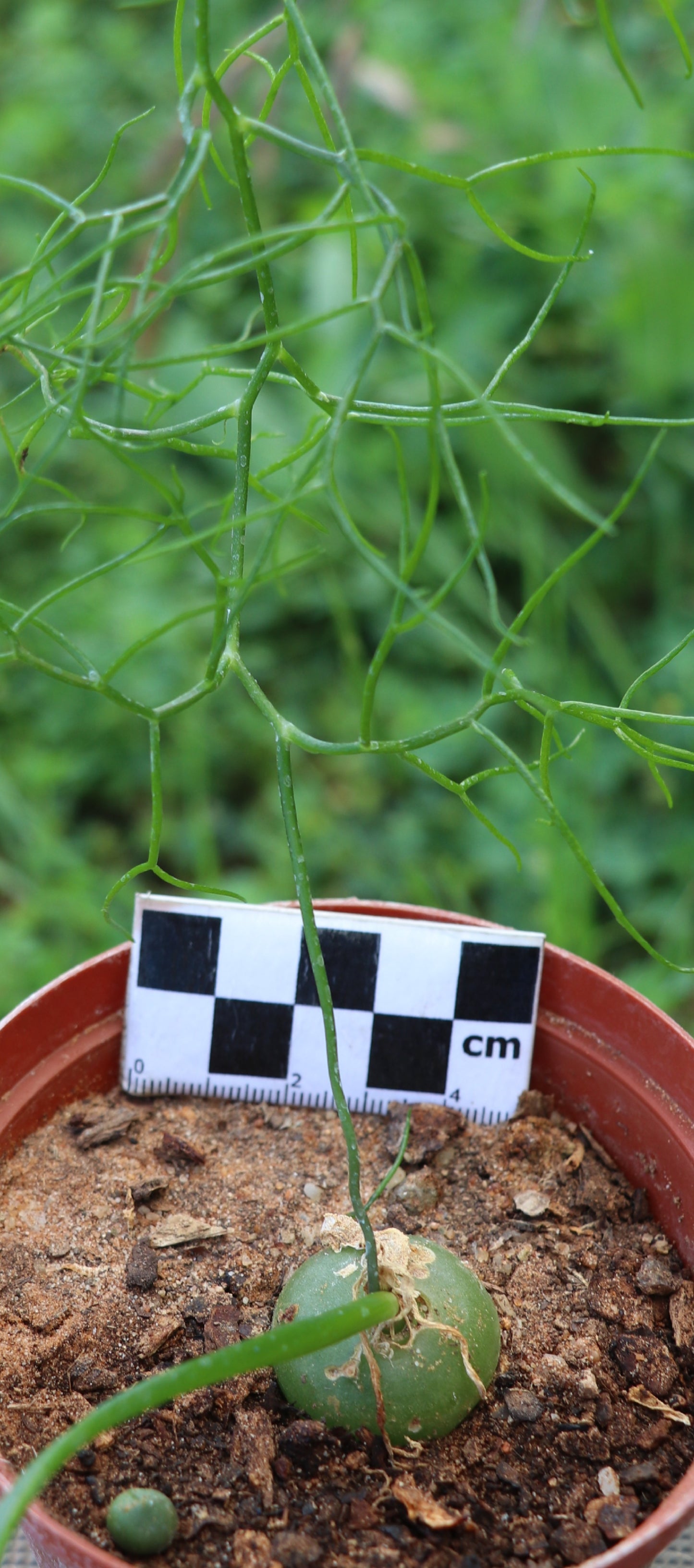 Bowiea volubilis (Climbing Onion)