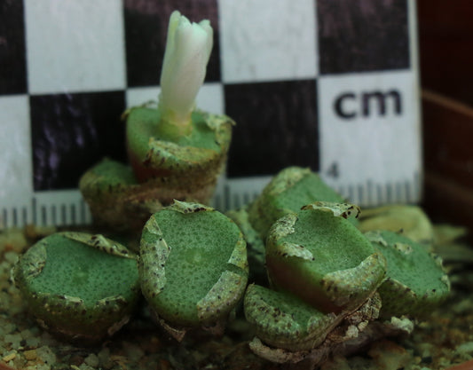 Conophytum ricardianum subsp. ricardianum (Lorelei)