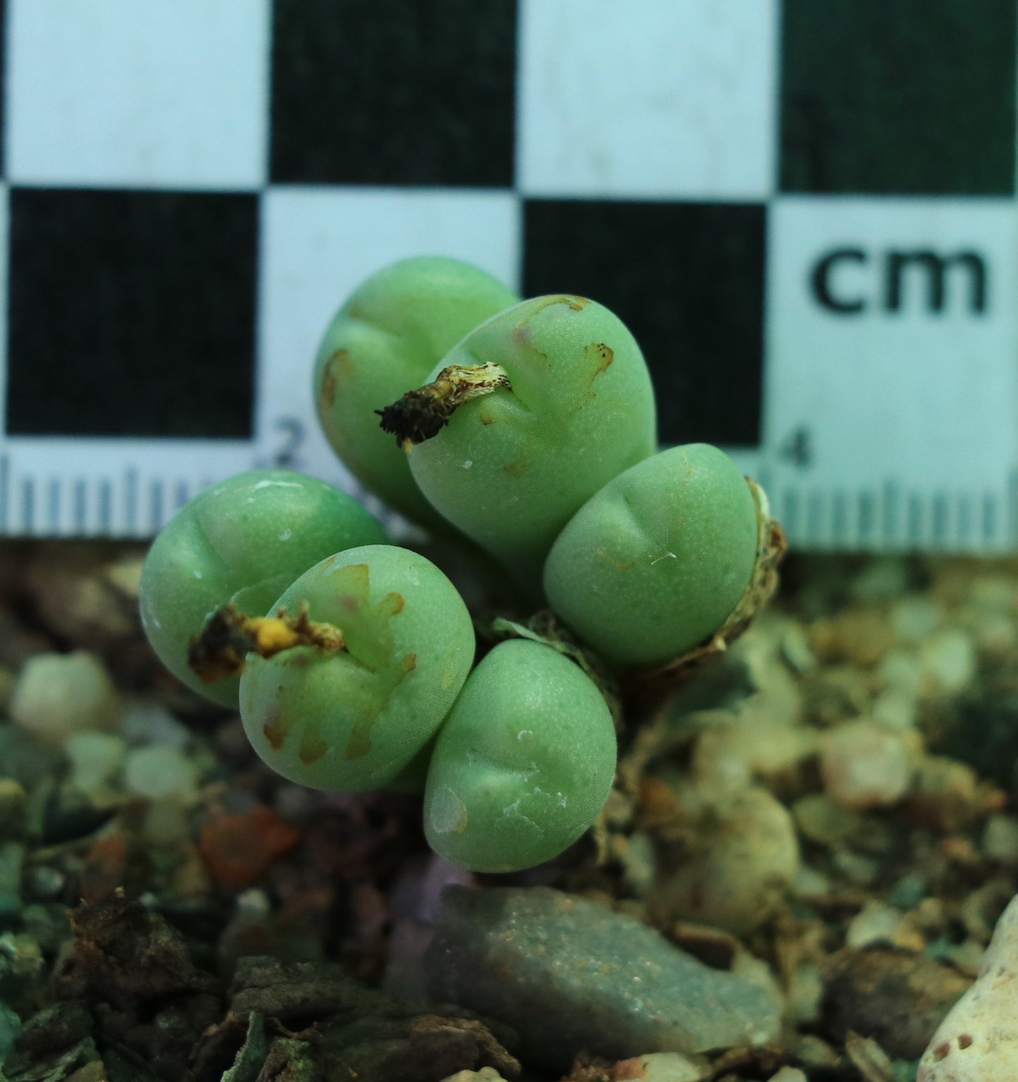 Conophytum meyeri (Ovigerum Form)