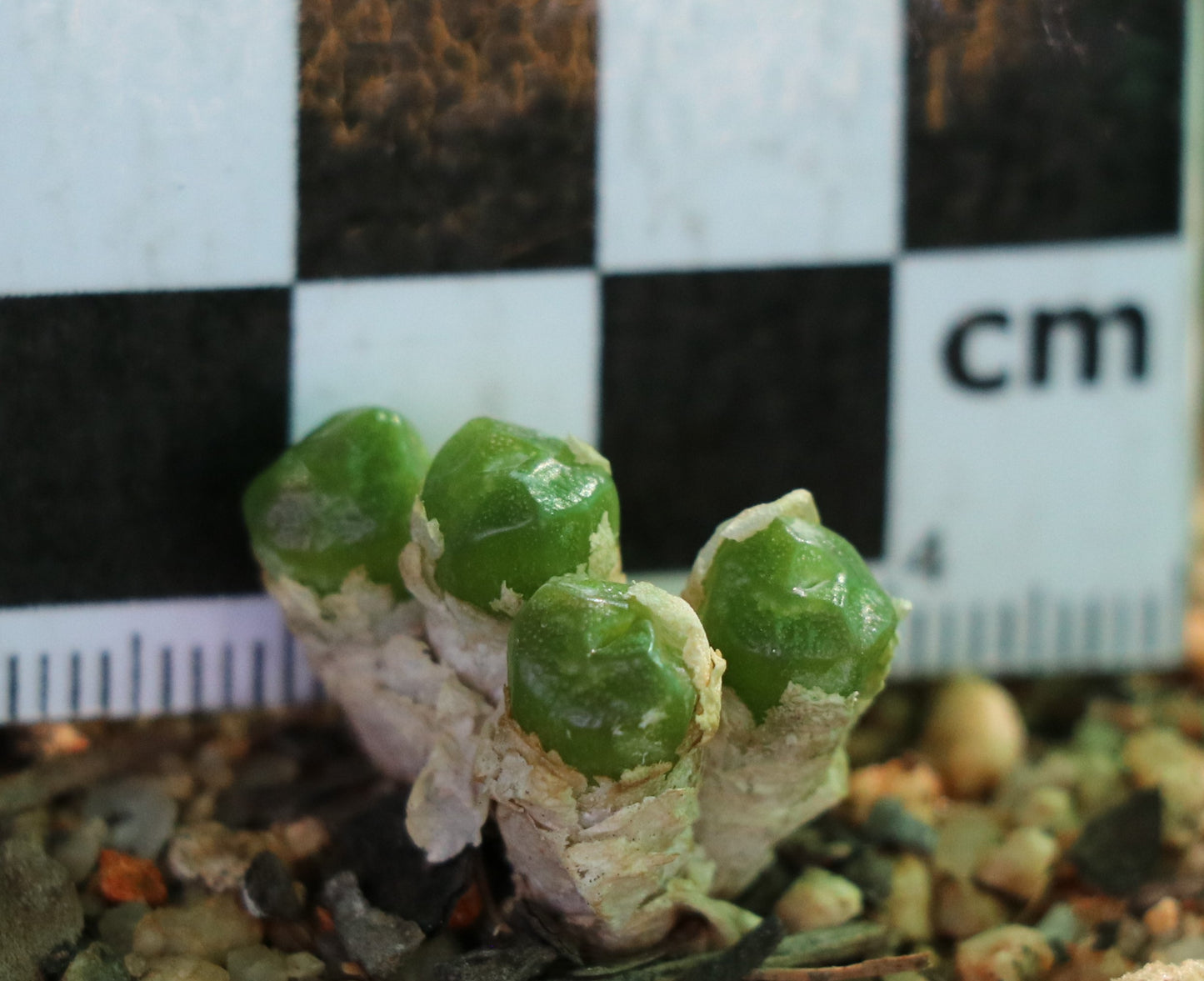 Conophytum ectypum subsp. sulcatum (Animub)