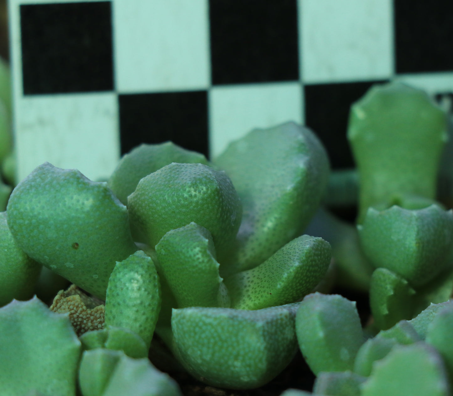 Stomatium rouxii (Victoria West)