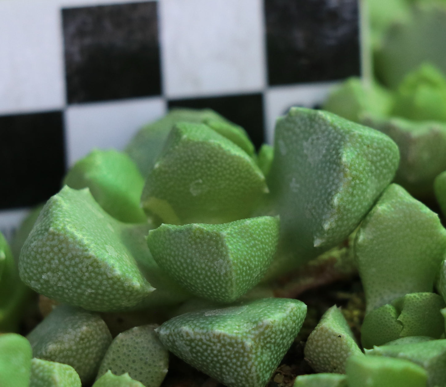 Stomatium rouxii (Victoria West)