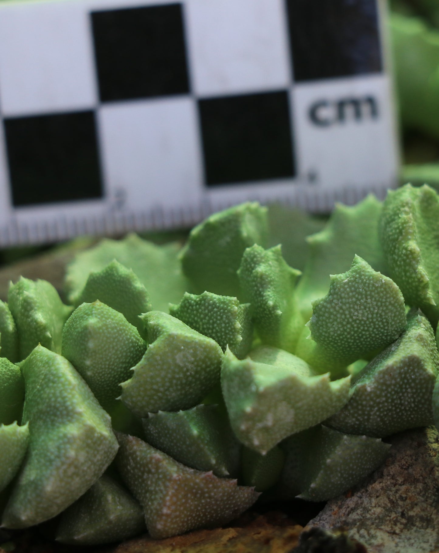 Stomatium rouxii (Victoria West)