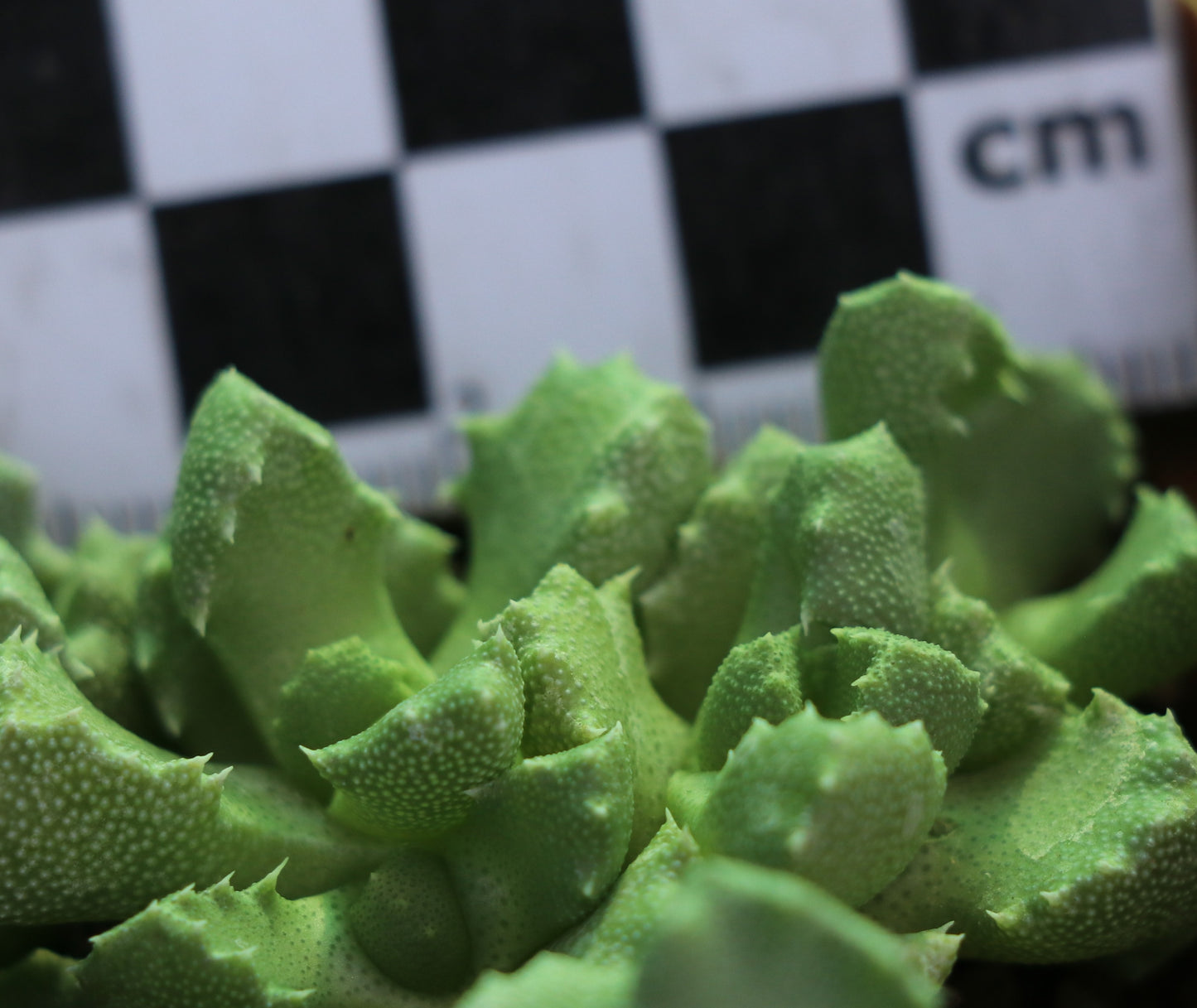 Stomatium rouxii (Victoria West)