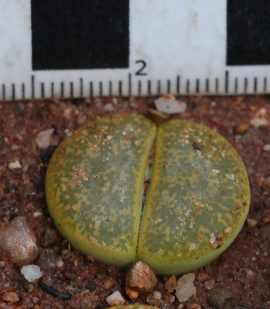 Lithops lesliei var. lesliei (cv. Albainica) C063a