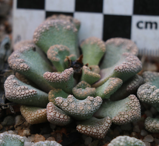 Titanopsis calcarea (Vosburg)