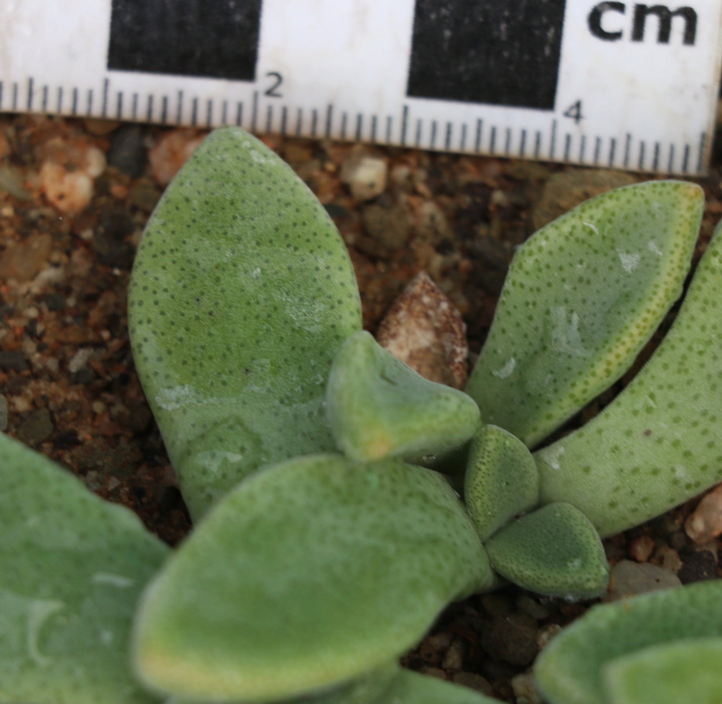 Deilanthe thudichumii (Carnarvon)