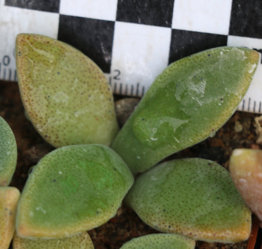 Deilanthe thudichumii (Carnarvon)