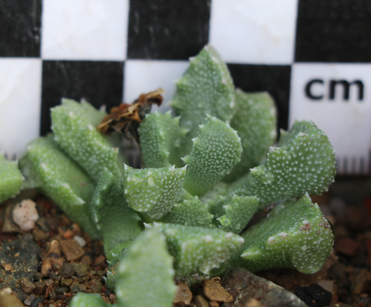 Stomatium peersii (Hanover)