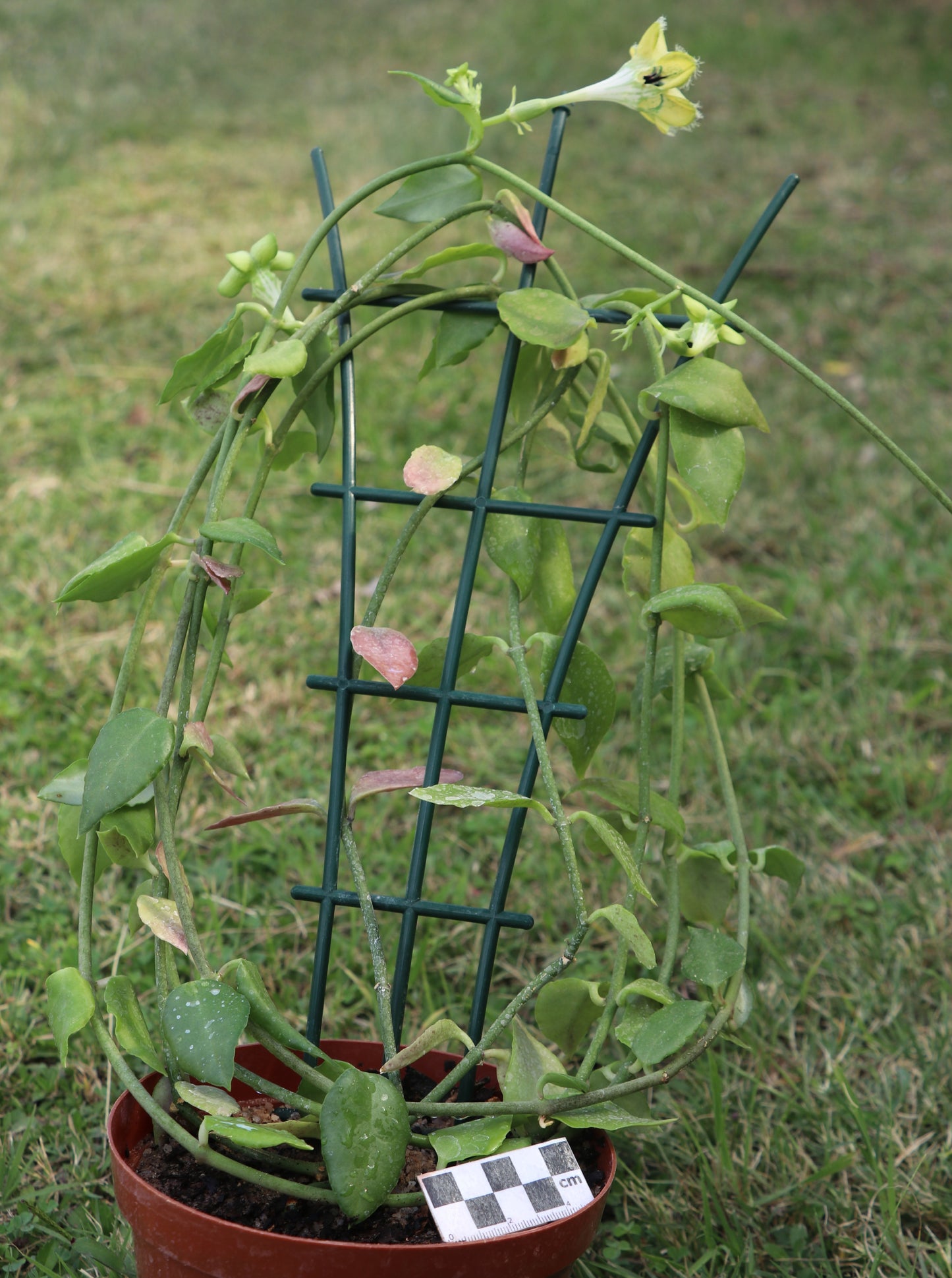 Ceropegia sandersonii
