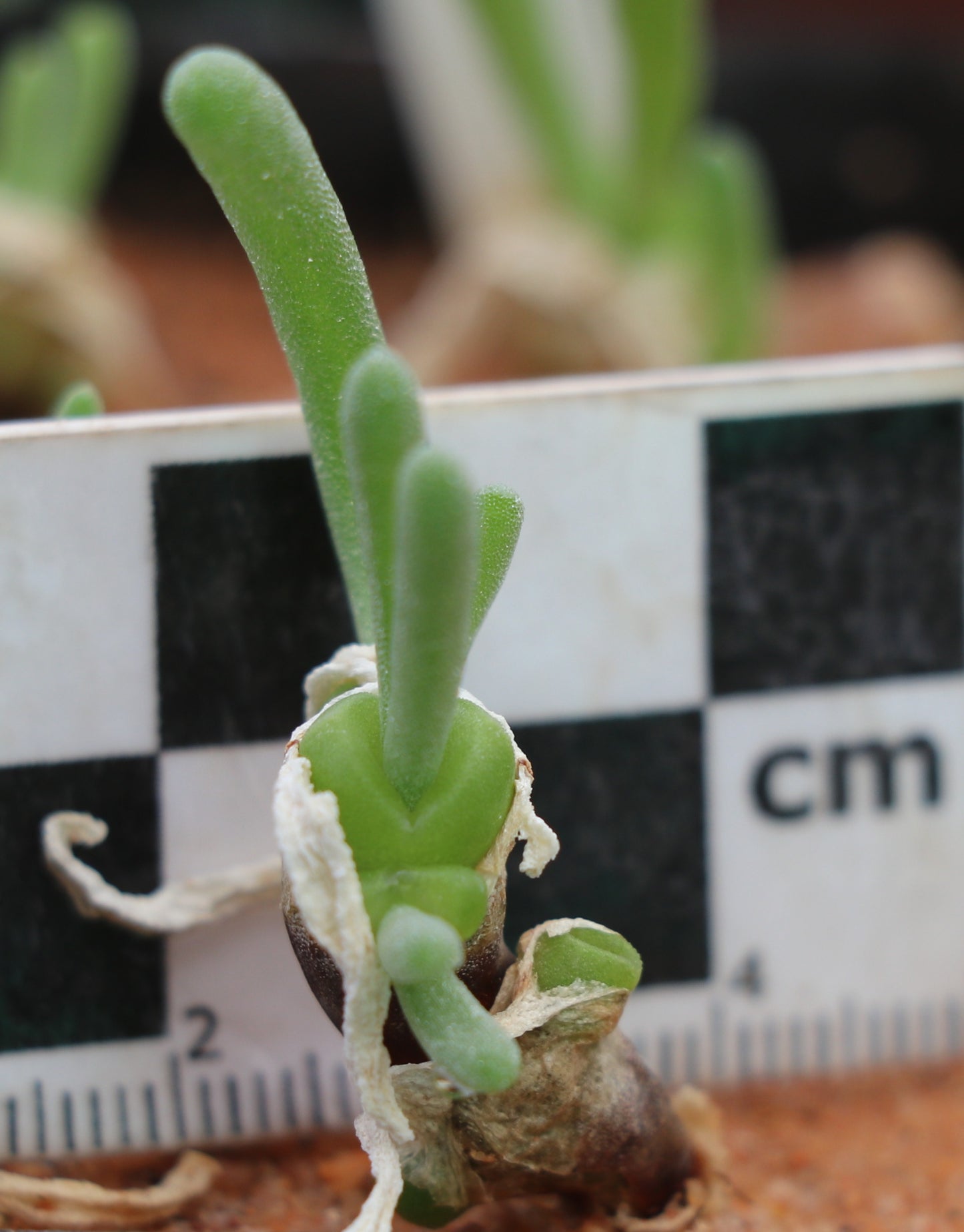 Monilaria moniliformis (Bunny Ears)