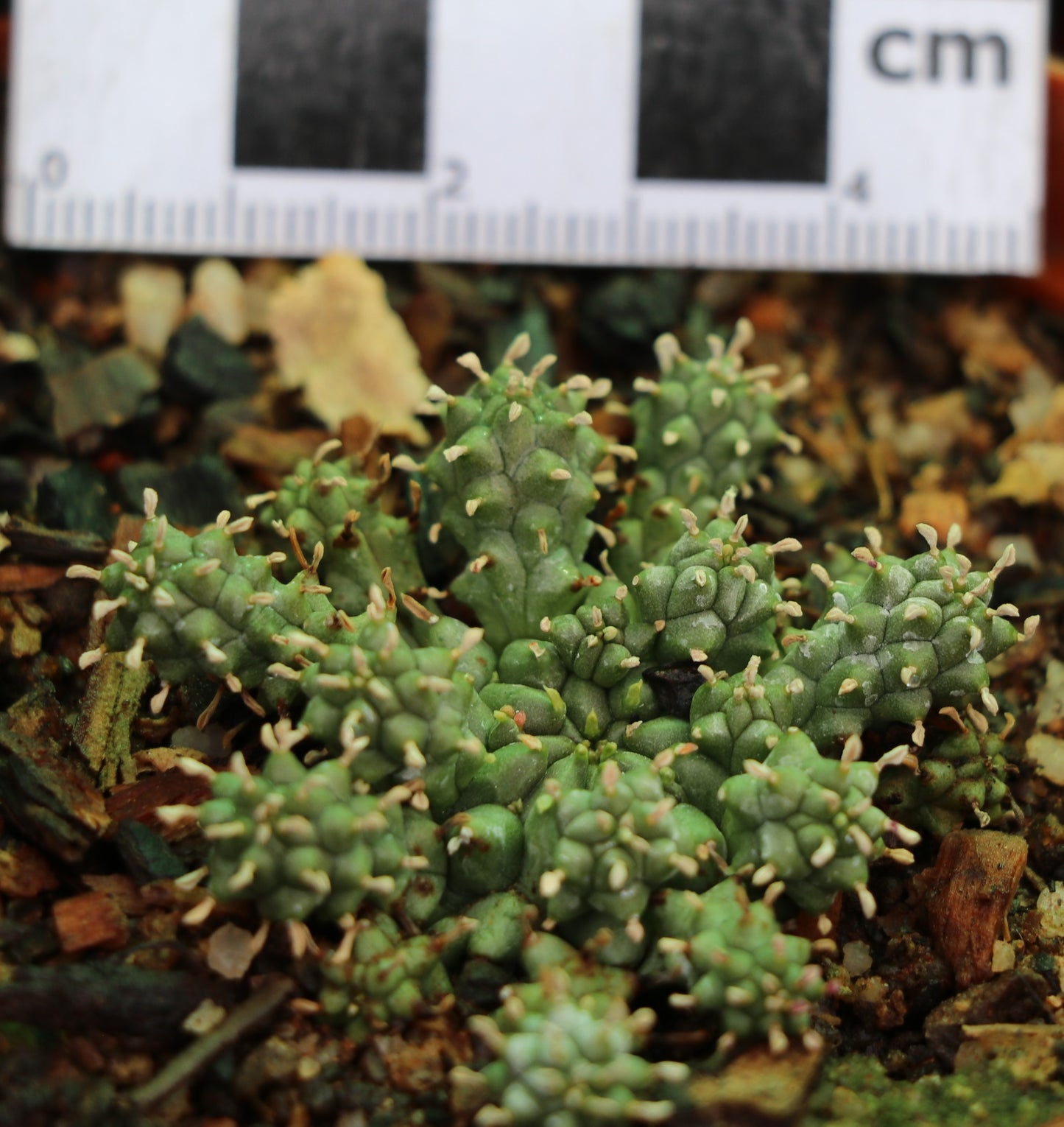 Euphorbia clavaroides (Lionspoor, Vingerpol)