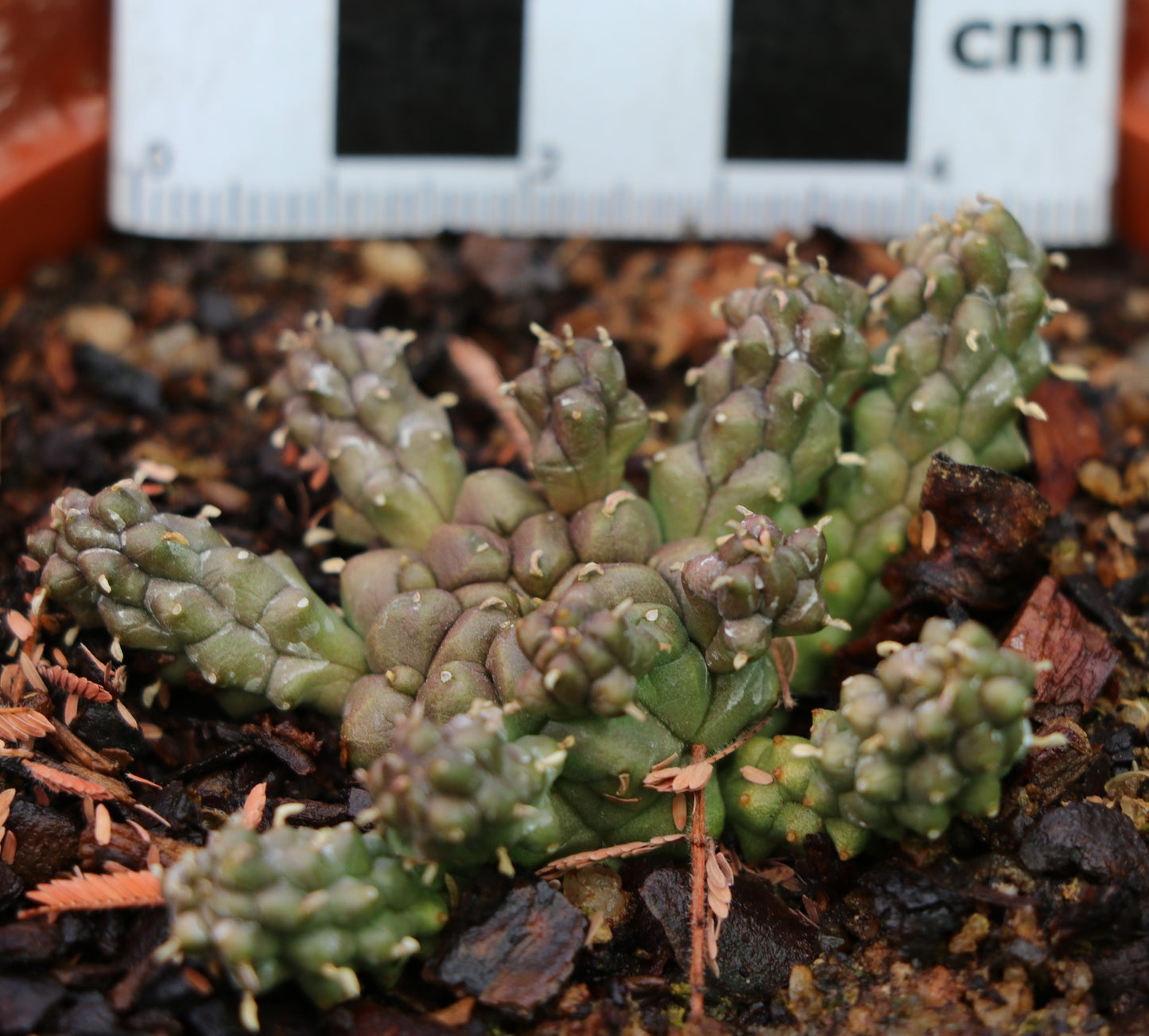 Euphorbia clavaroides (Lionspoor, Vingerpol)