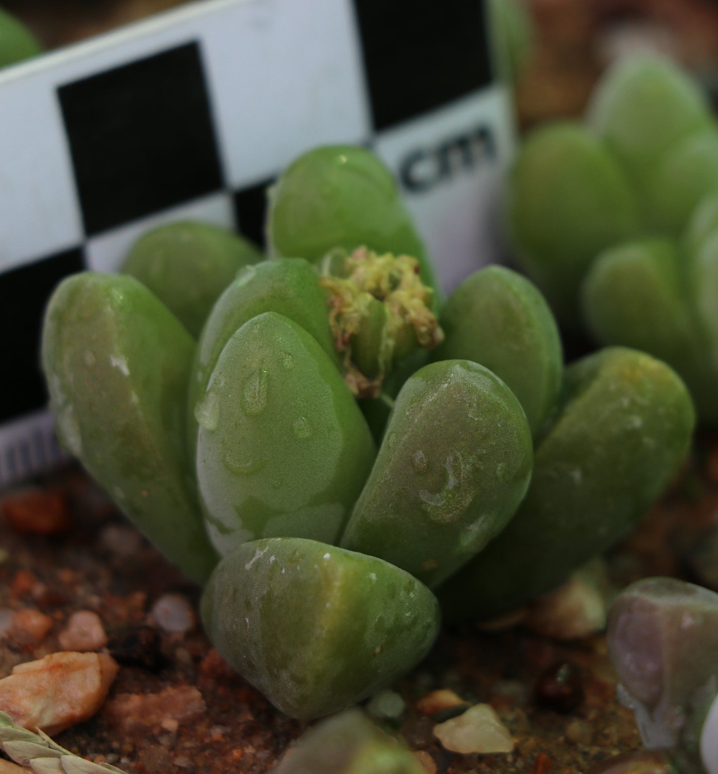 Gibbaeum dispar