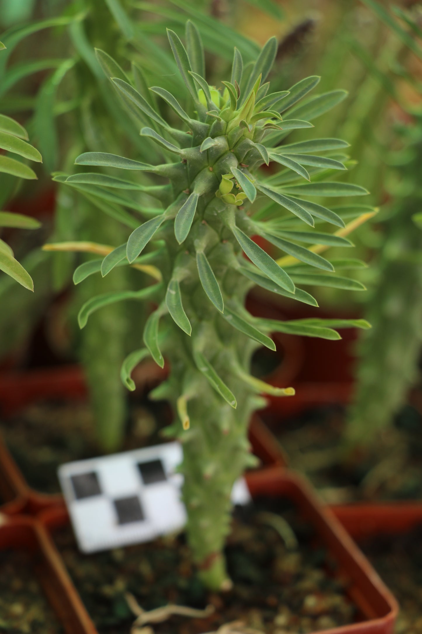 Euphorbia clandestina (Volstruisnek)