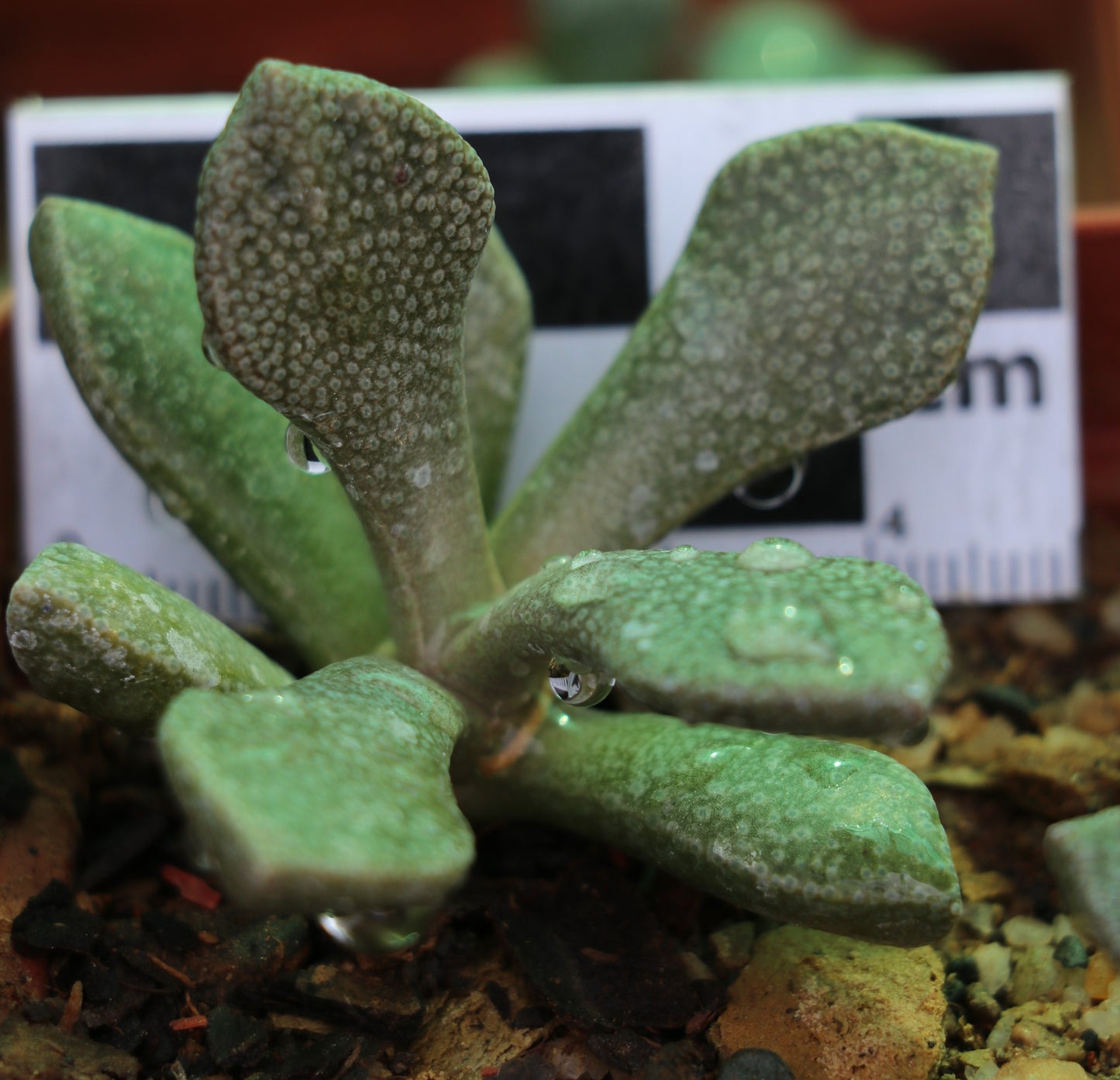 Aloinopsis rosulata (Beaufort West)