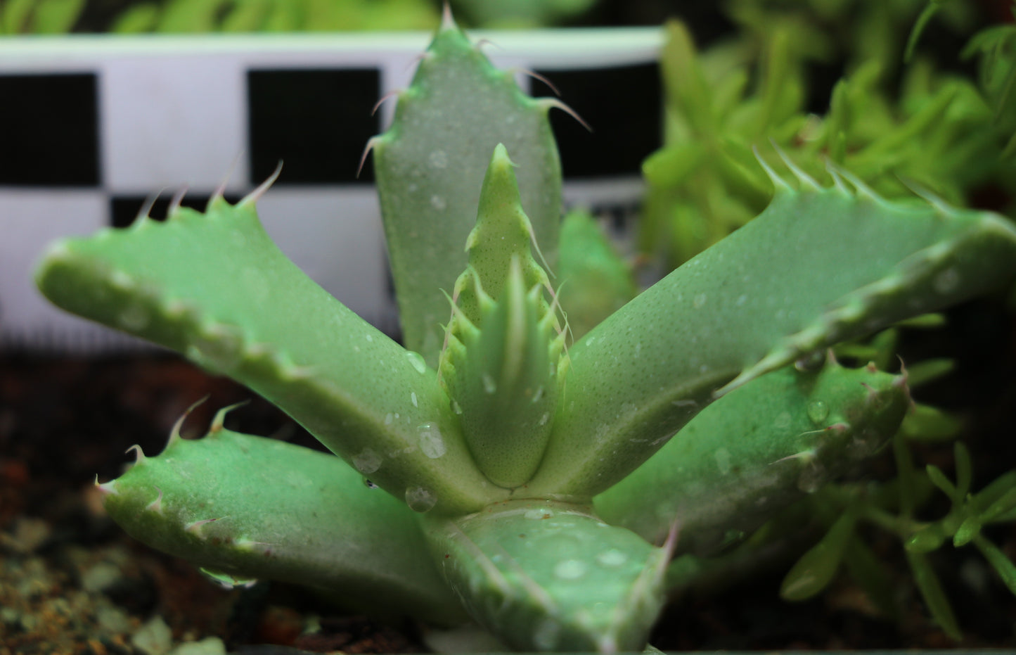 Faucaria felina (Cradockensis form - Cradock)