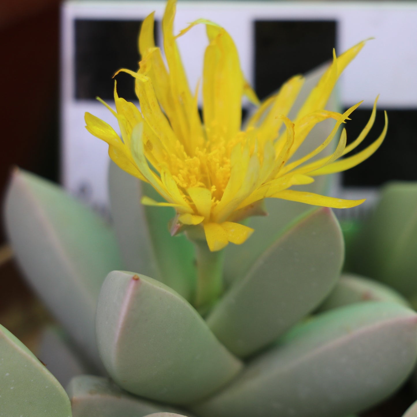 Schwantesia herrei (Sendelingsdrif)