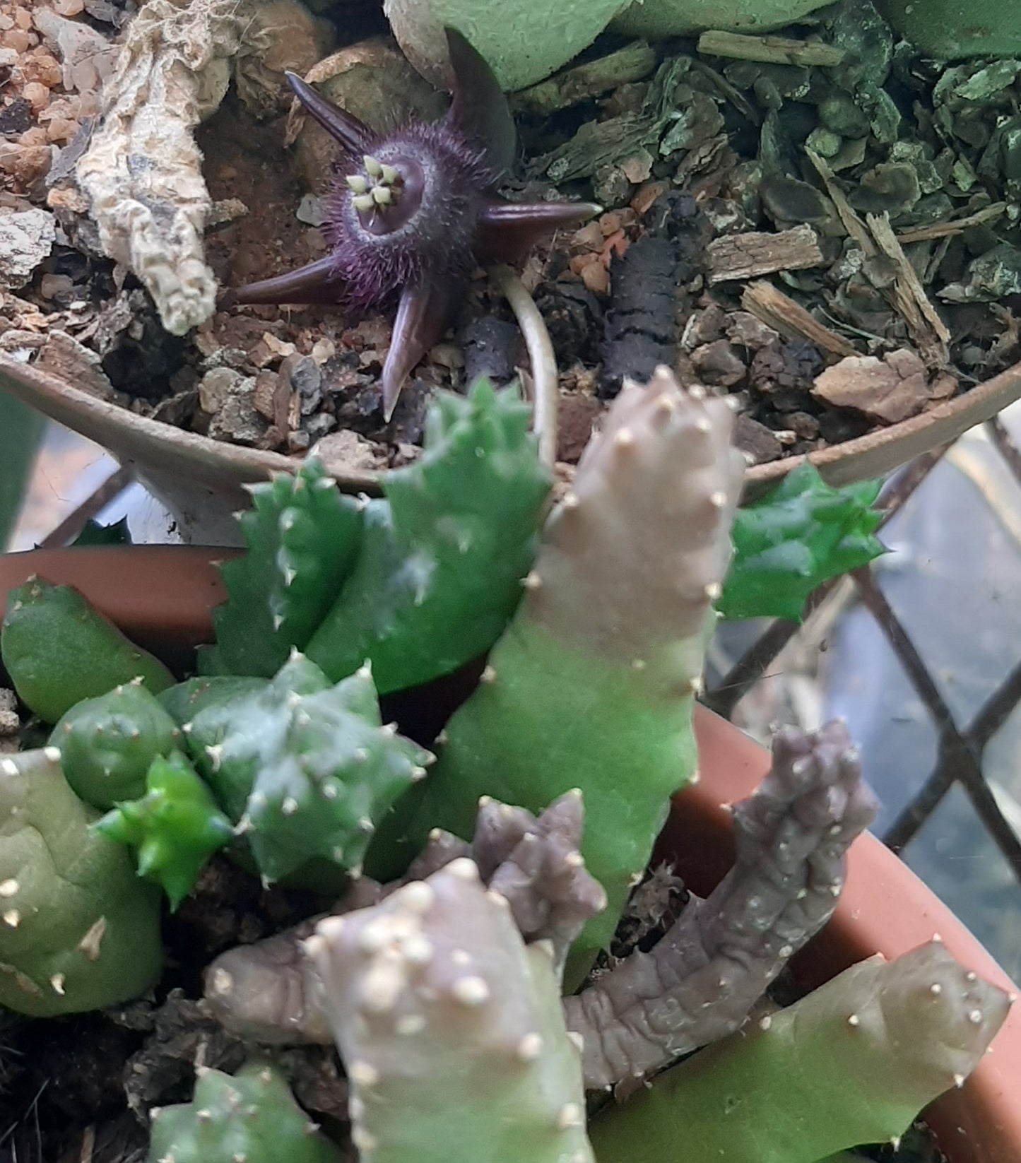 Duvalia corderoyi