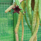 Tromotriche baylissii