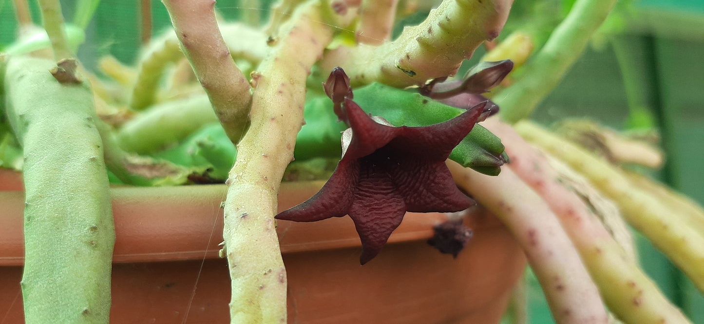 Tromotriche baylissii