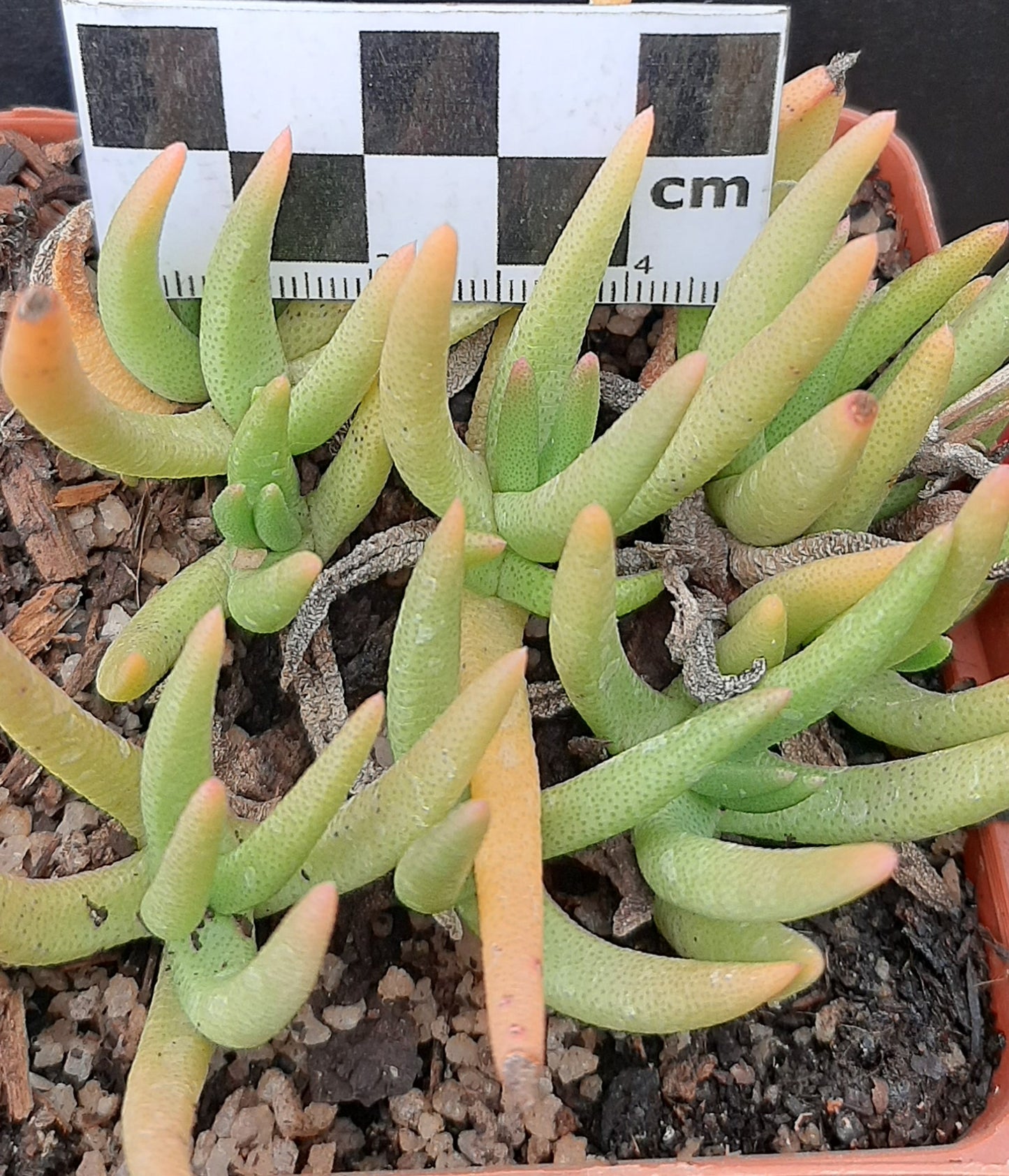 Hereroa glenensis (Skaapvygie)