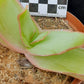 Aloe striata subsp. striata (Coral Aloe/Karoo Aalwyn)
