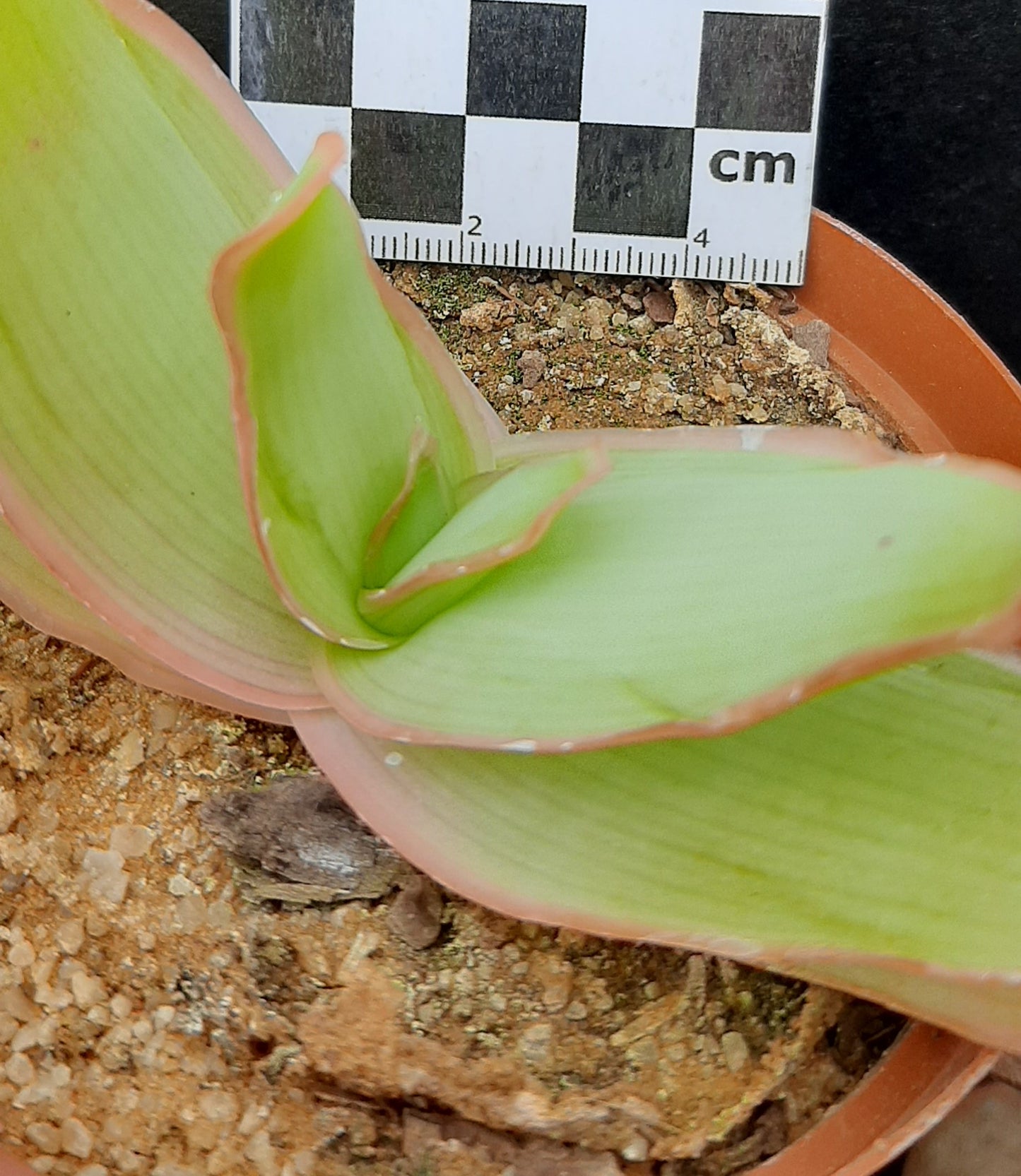 Aloe striata subsp. striata (Coral Aloe/Karoo Aalwyn)