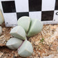 Lapidaria margaretae (Desert Rose)