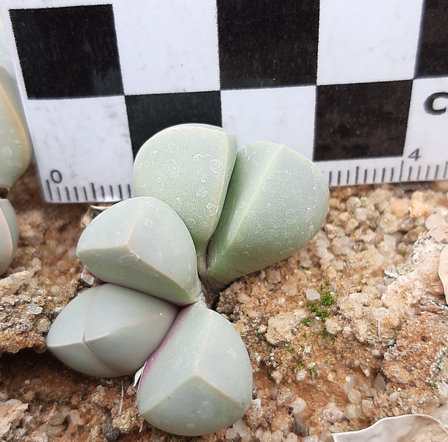 Lapidaria margaretae (Desert Rose)