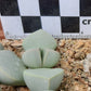 Lapidaria margaretae (Desert Rose)
