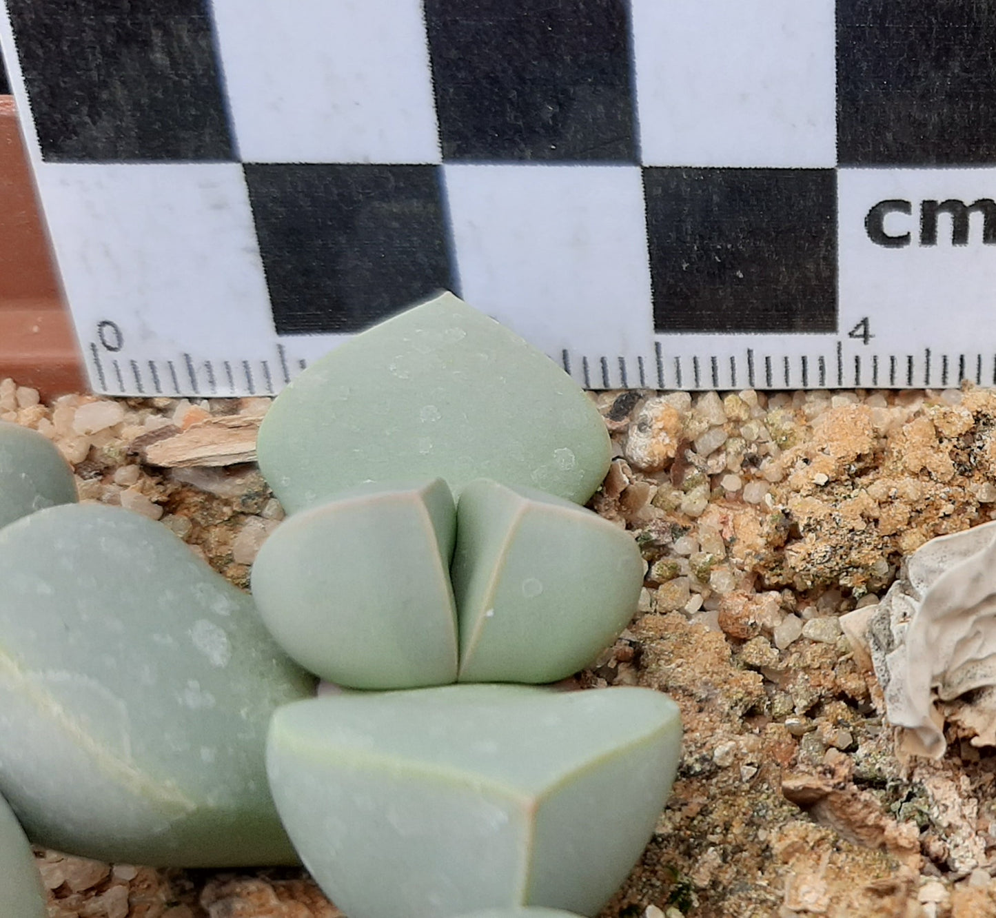 Lapidaria margaretae (Desert Rose)