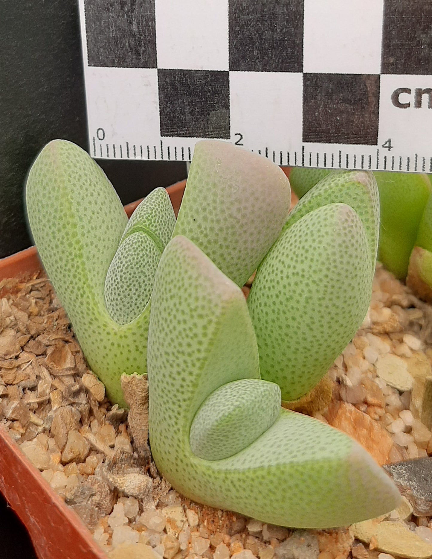 Ihlenfeldtia vanzylii (Pofadder)