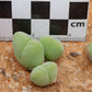 Cheiridopsis verrucosa (Alexander Bay)