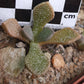 Aloinopsis rosulata (Beaufort West)