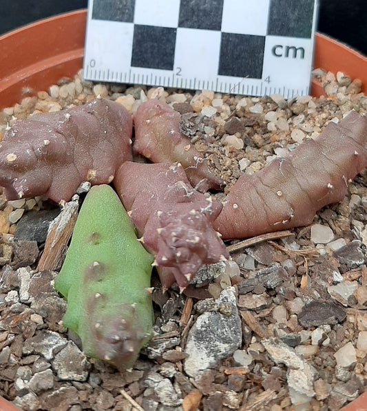 Duvalia corderoyi
