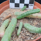 Tromotriche baylissii
