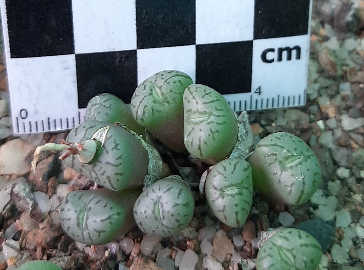 Conophytum minimum (Painted Button)