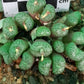 Conophytum minimum (Painted Button)