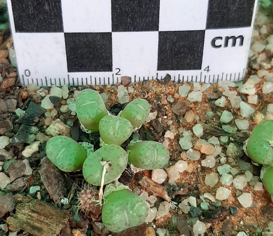 Conophytum obcordellum subsp. rolfii (Elands Bay)
