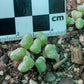Conophytum obcordellum subsp. rolfii (Elands Bay)