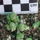 Conophytum obcordellum subsp. rolfii (Elands Bay)