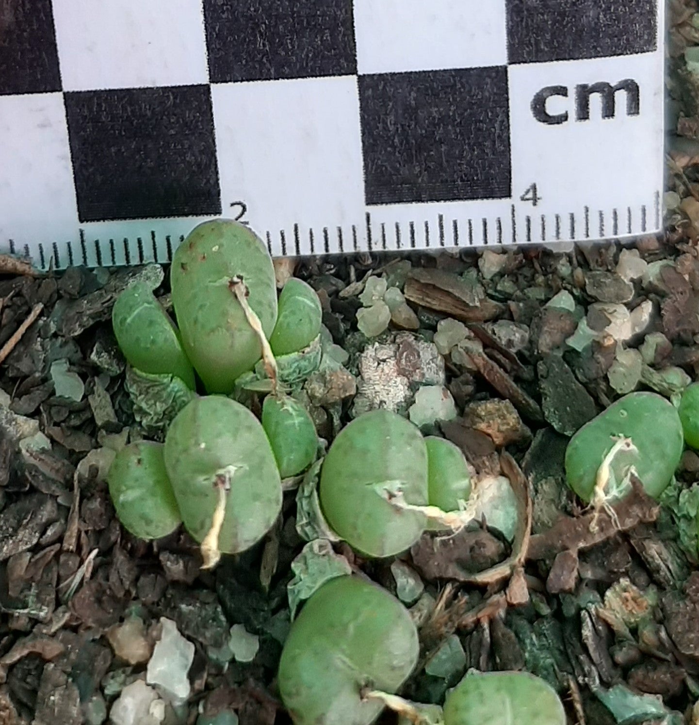 Conophytum obcordellum subsp. rolfii (Elands Bay)