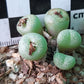 Conophytum truncatum var. truncatum