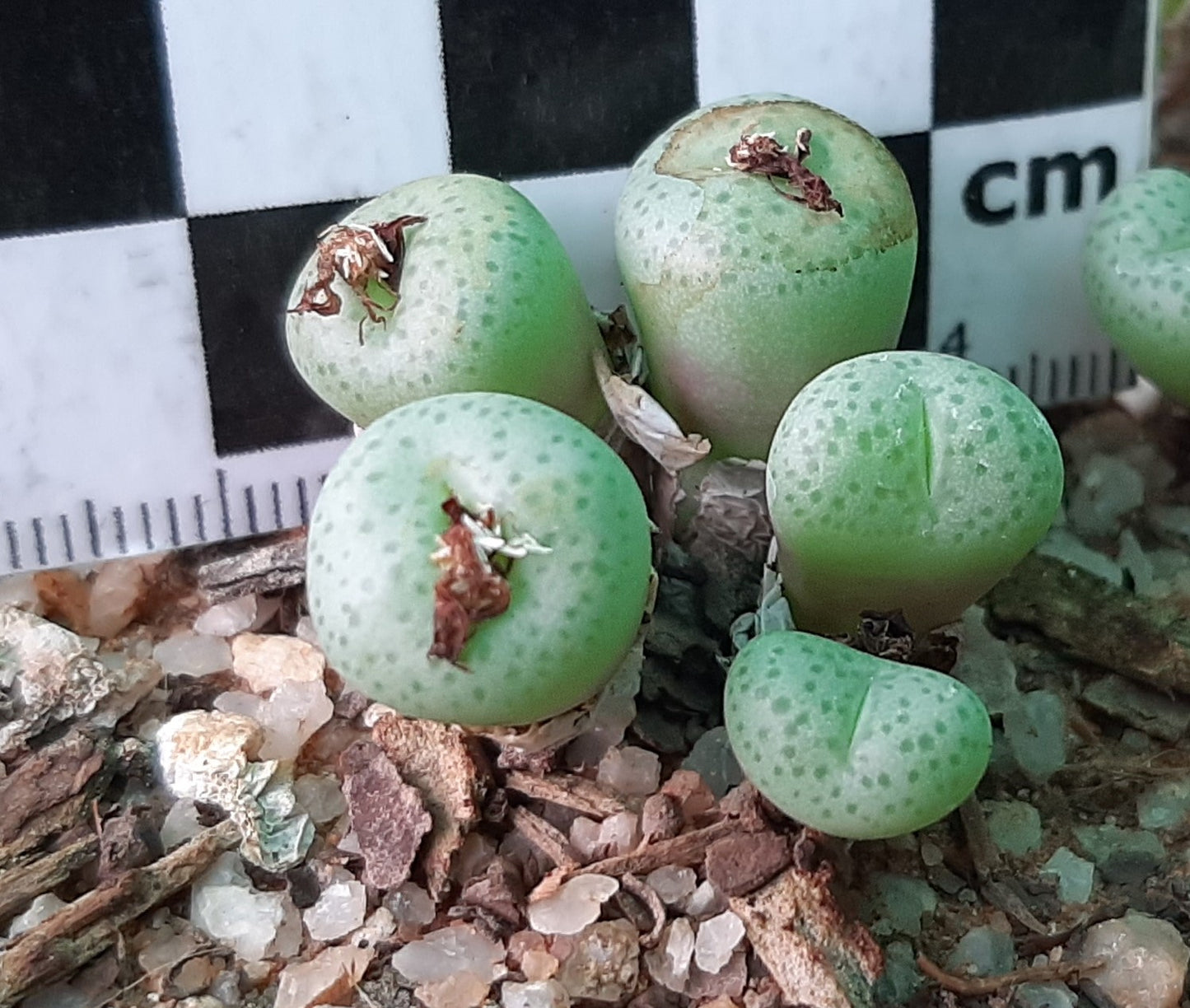 Conophytum truncatum var. truncatum