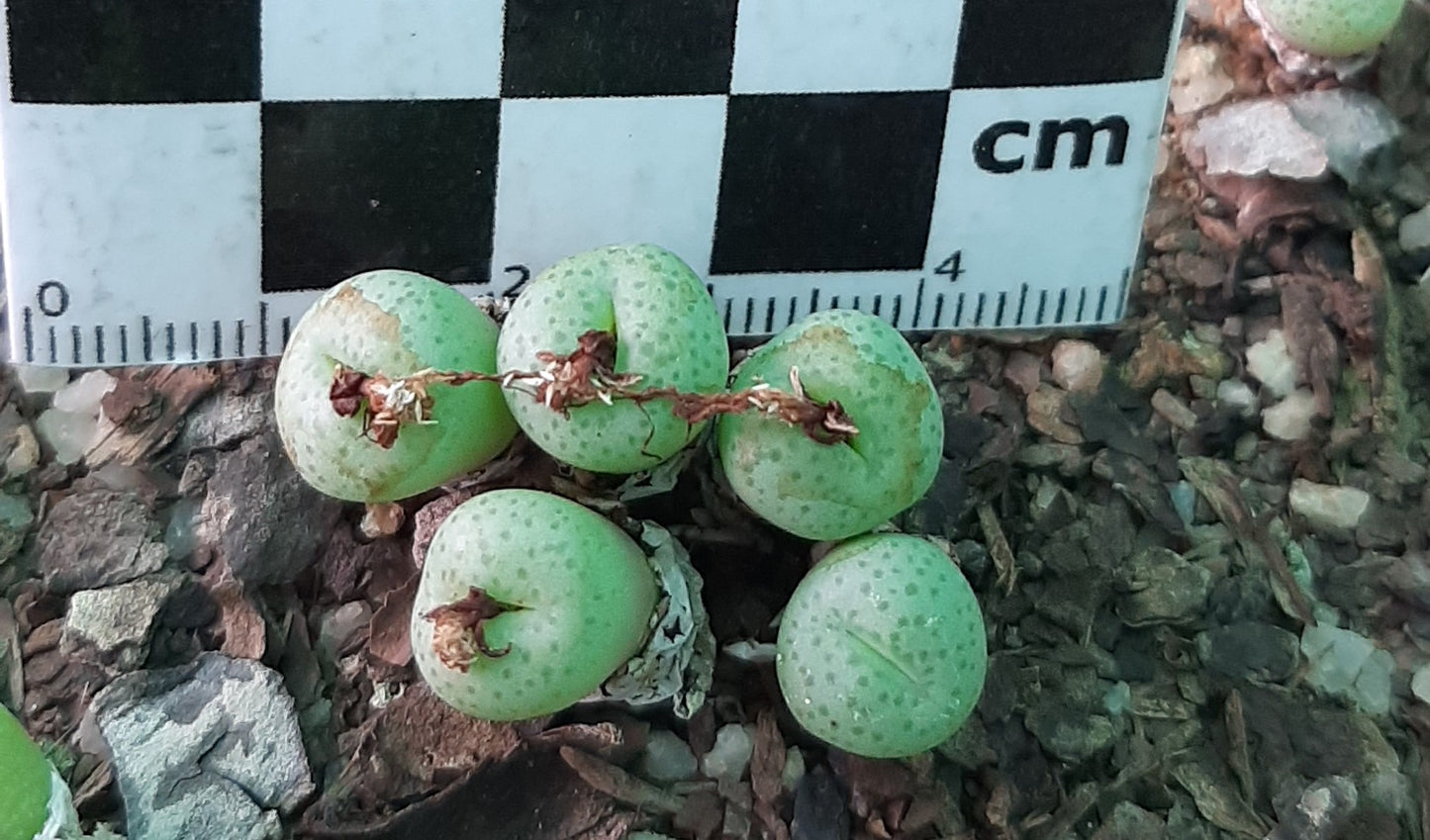 Conophytum truncatum var. truncatum
